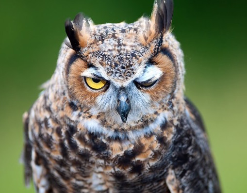 owl wink.jpg